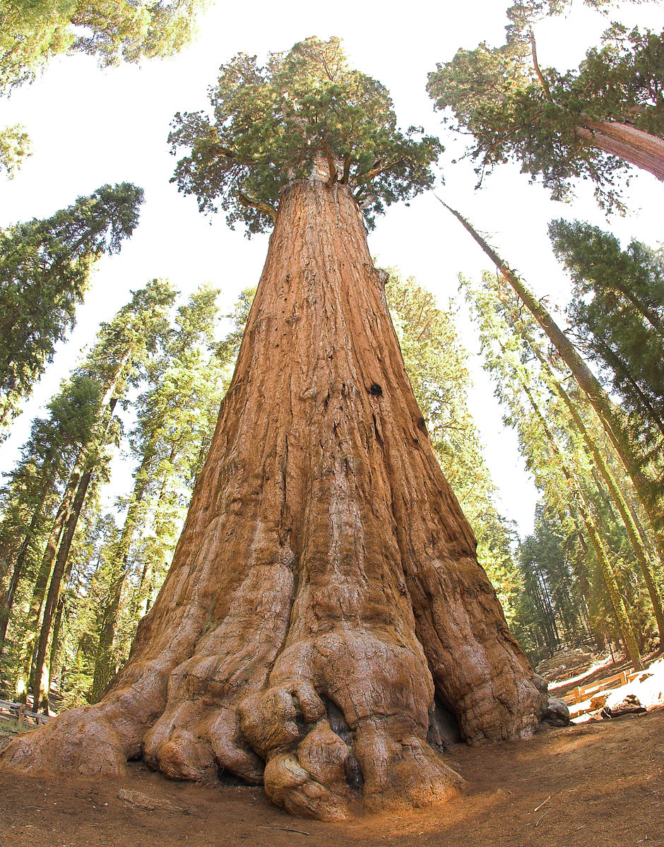 General Sherman, l'albero più grande del mondo