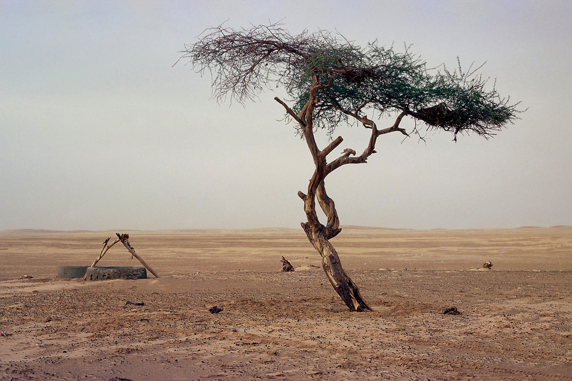 Acacia di Ténéré, l'albero più sfortunato del mondo